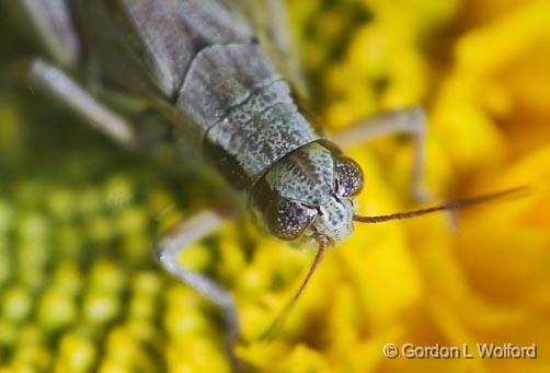 Grasshopper Closeup_50942.jpg - Photographed in the Ornamental Gardens in Ottawa, Ontario, Canada.